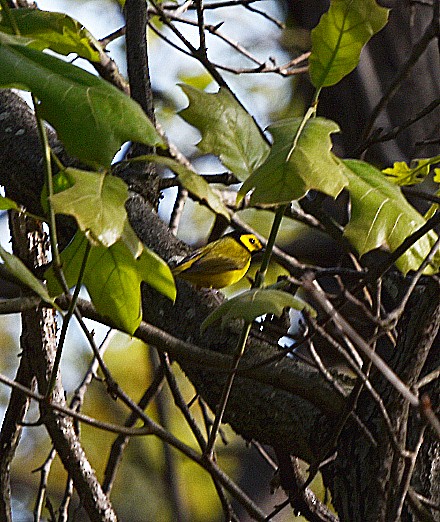 Hooded Warbler - ML634759600