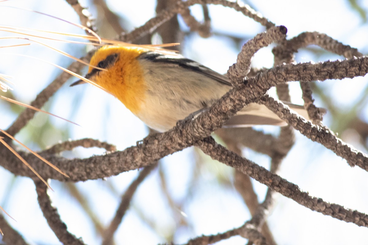 Olive Warbler - ML634759635