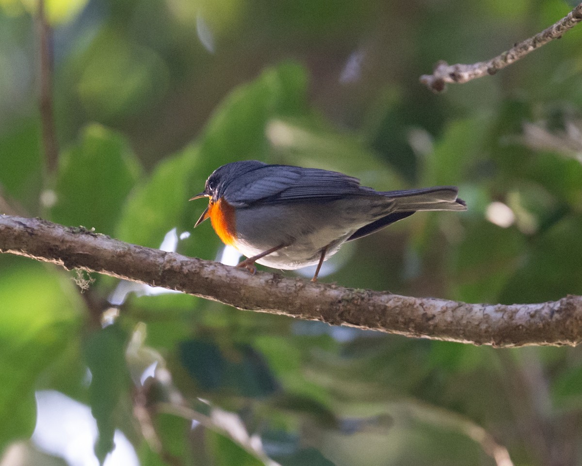 Flame-throated Warbler - ML634759677