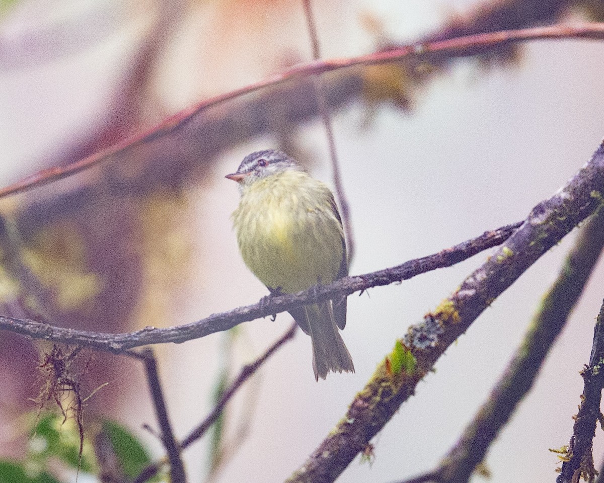 White-fronted Tyrannulet - ML634759744
