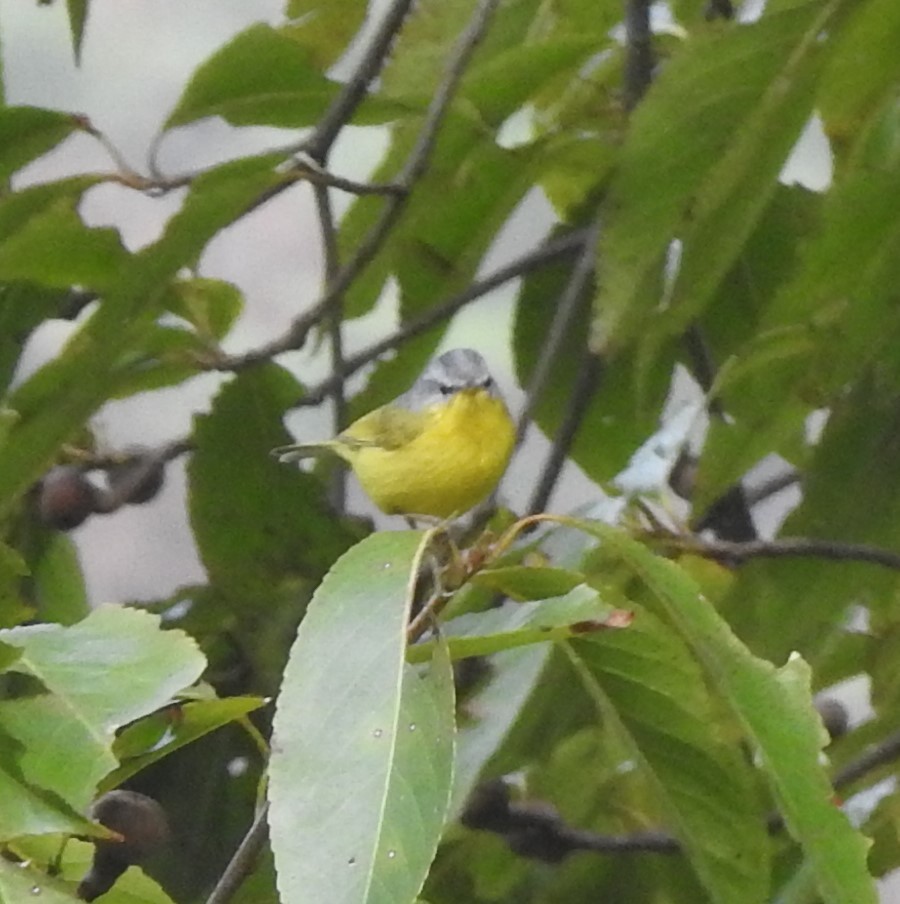 Gray-hooded Warbler - ML634759846