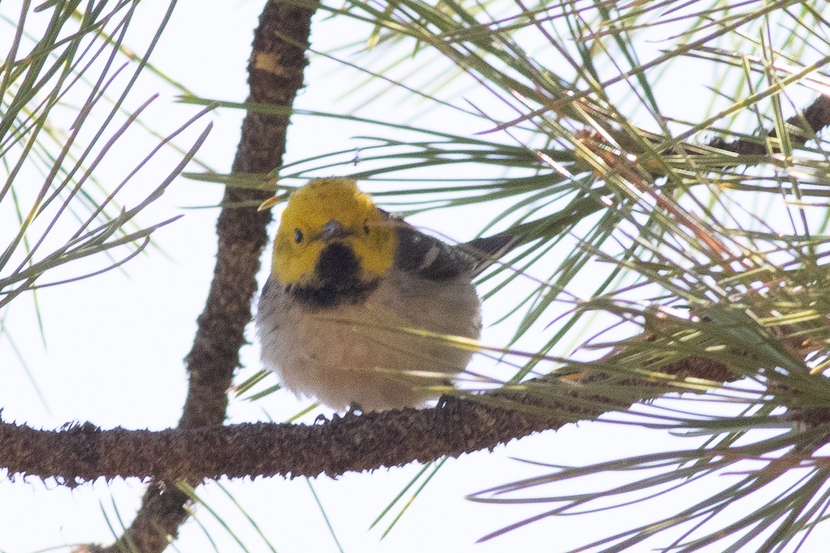 Hermit Warbler - ML634759970