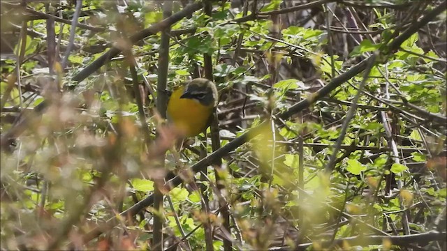 Yellow-breasted Chat - ML634759998