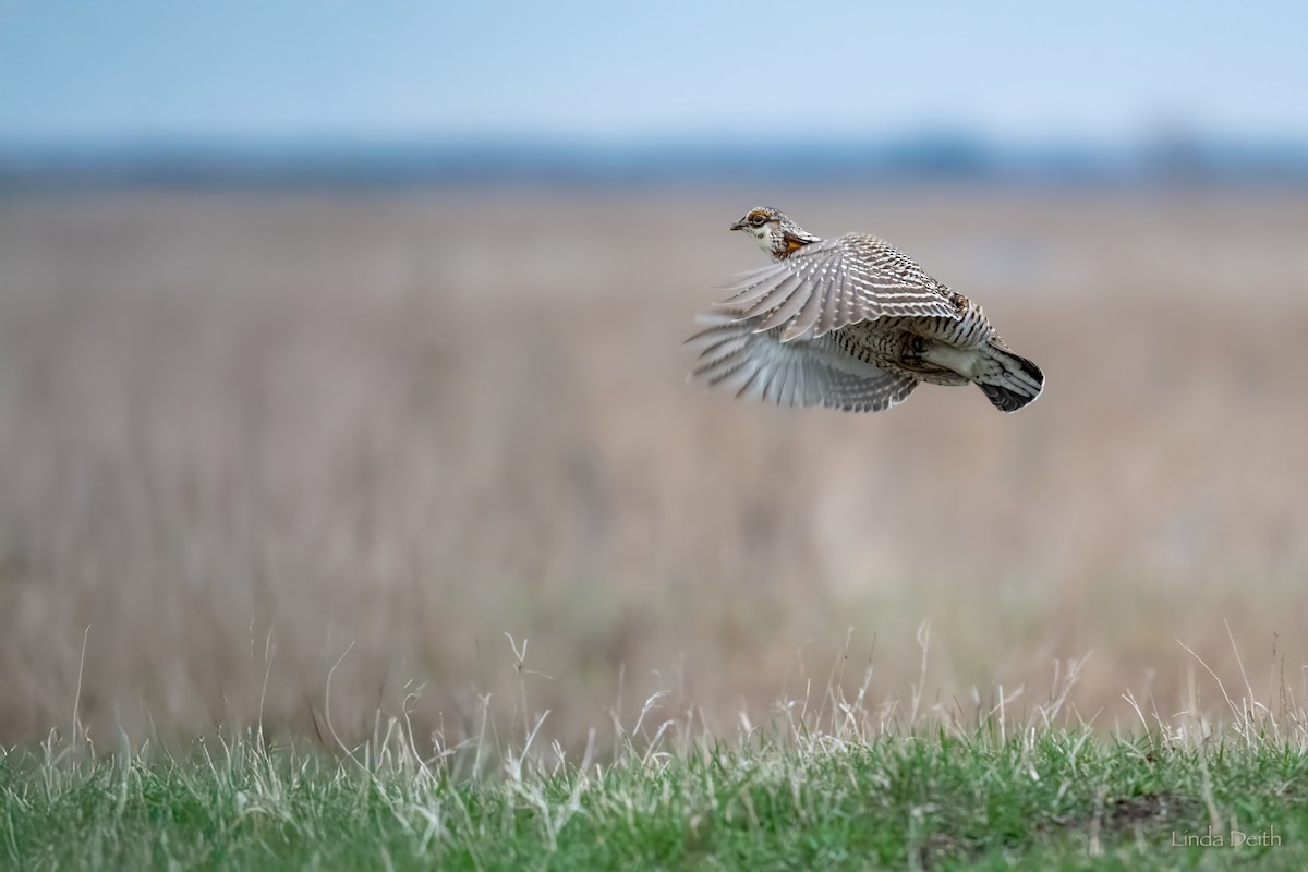 Greater Prairie-Chicken - ML634760154