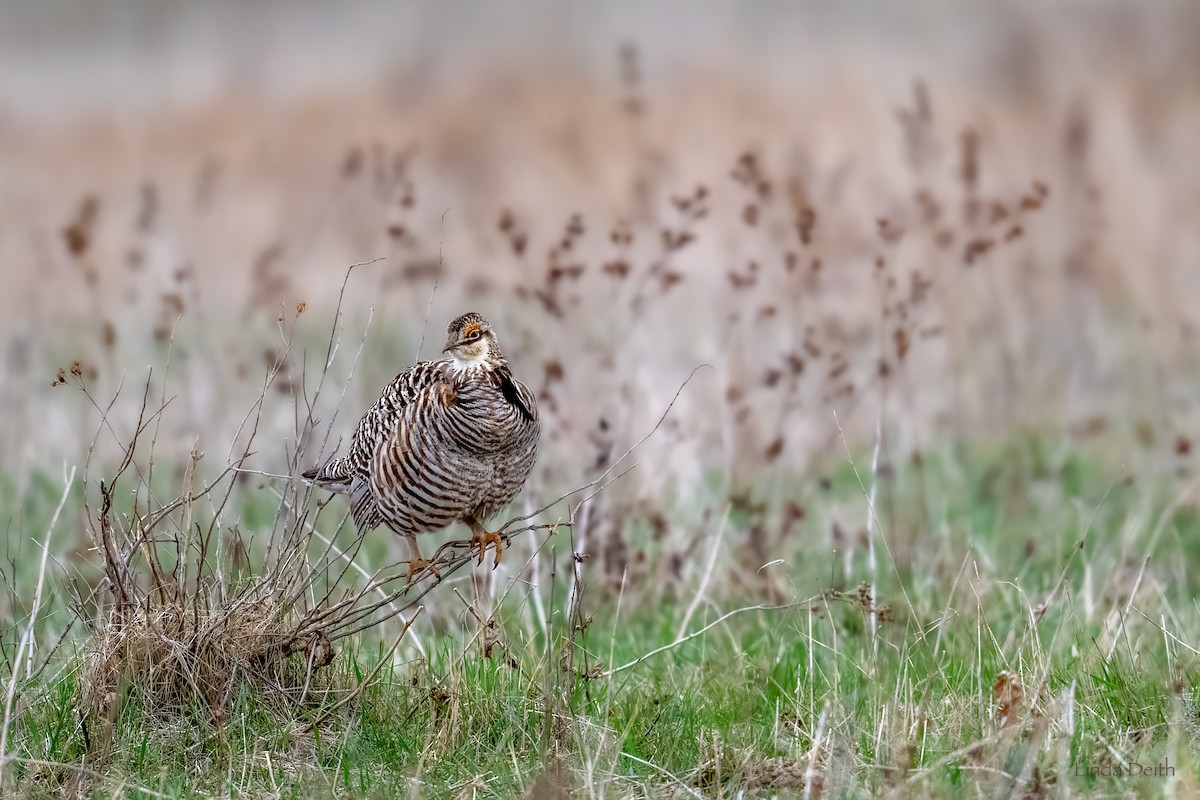 Greater Prairie-Chicken - ML634760155