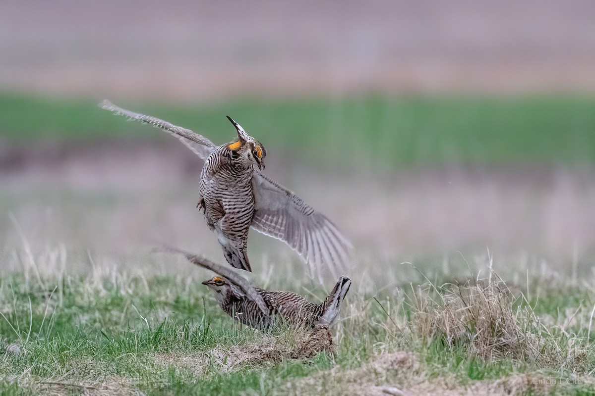 Greater Prairie-Chicken - ML634760156