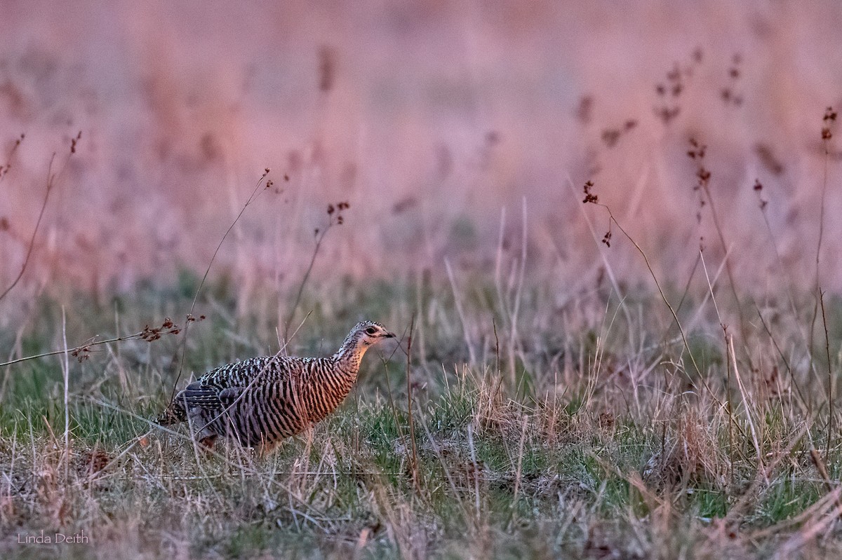 Greater Prairie-Chicken - ML634760157
