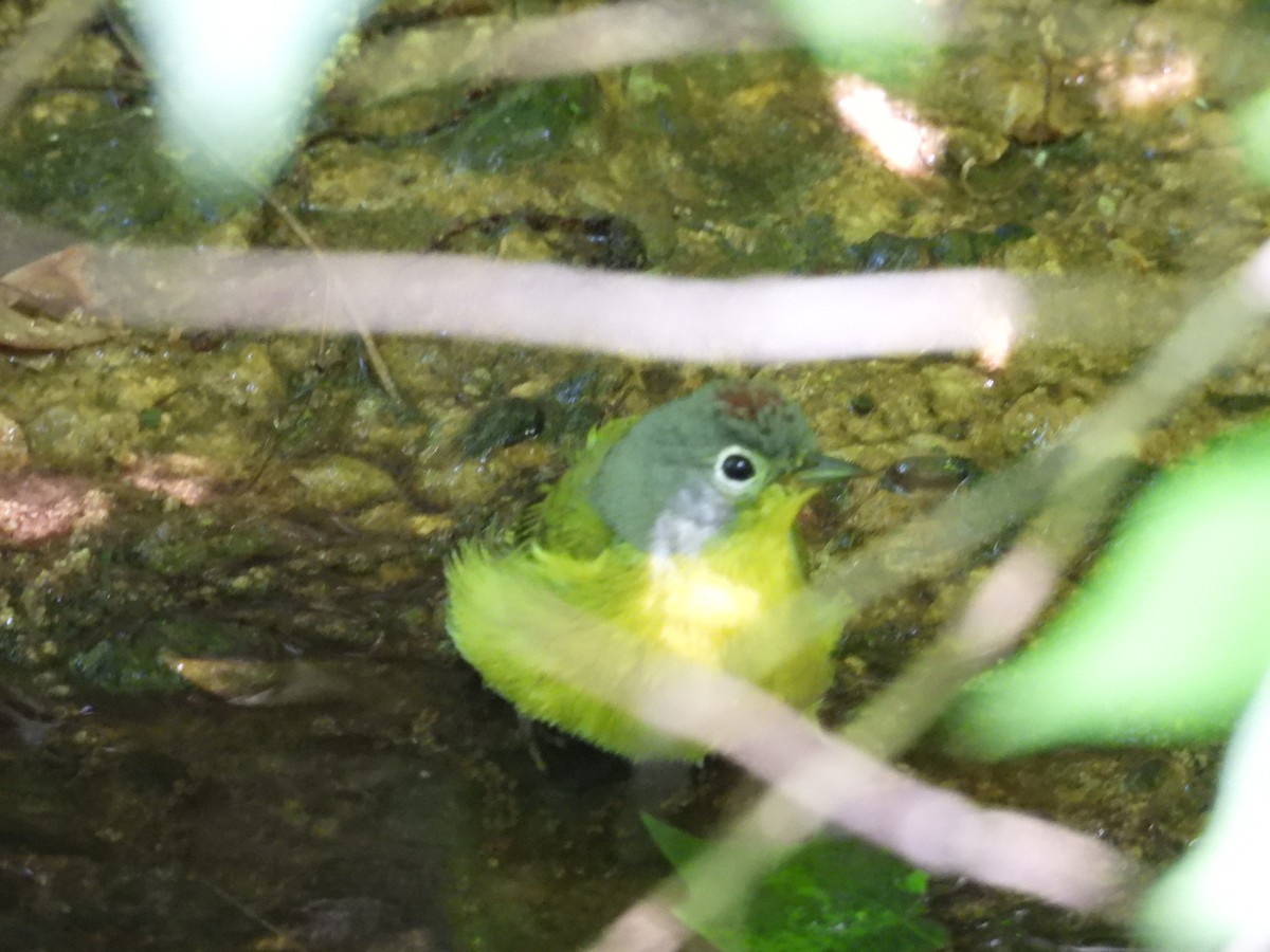 Nashville Warbler - ML634760534