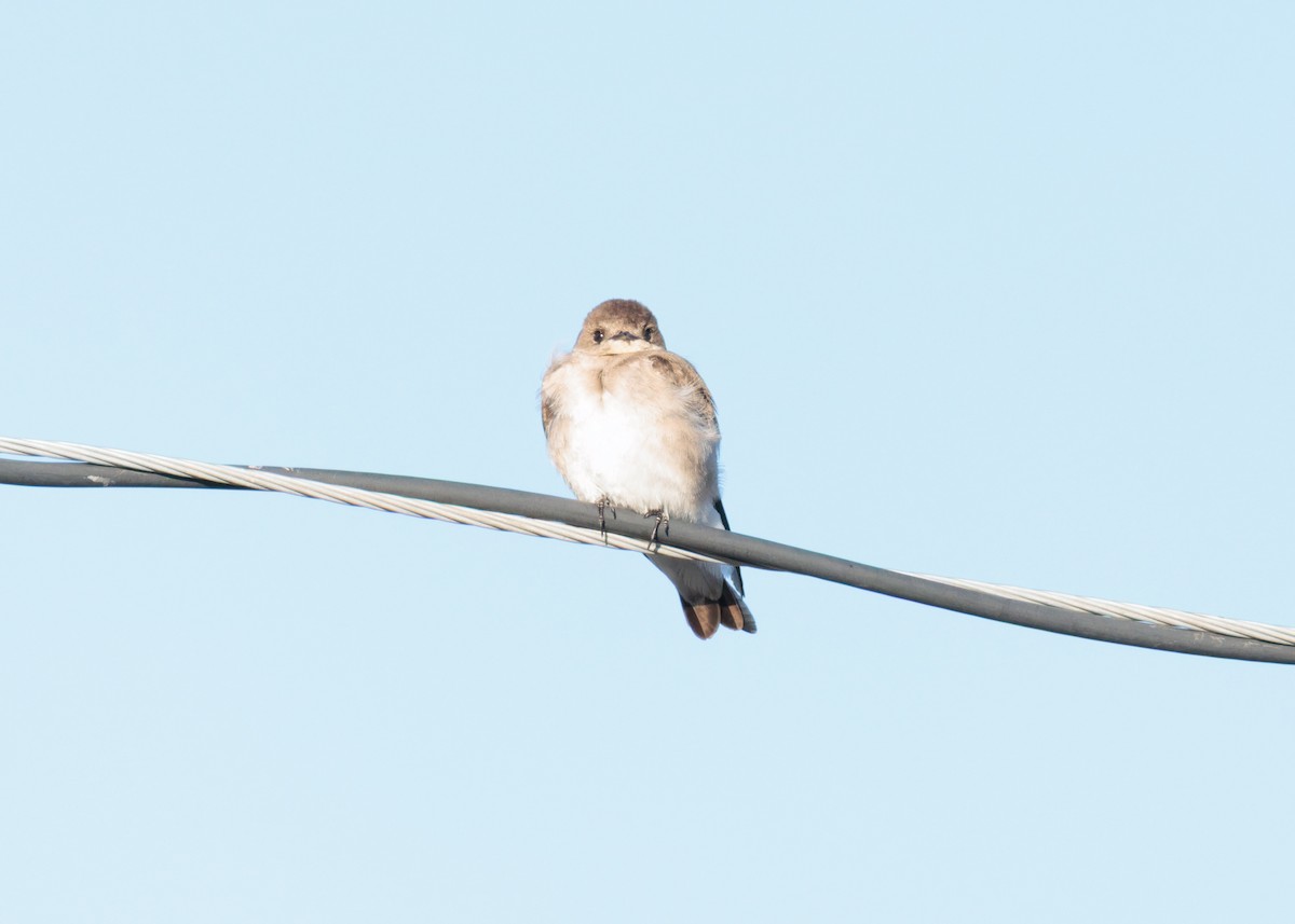Northern Rough-winged Swallow - ML634760699