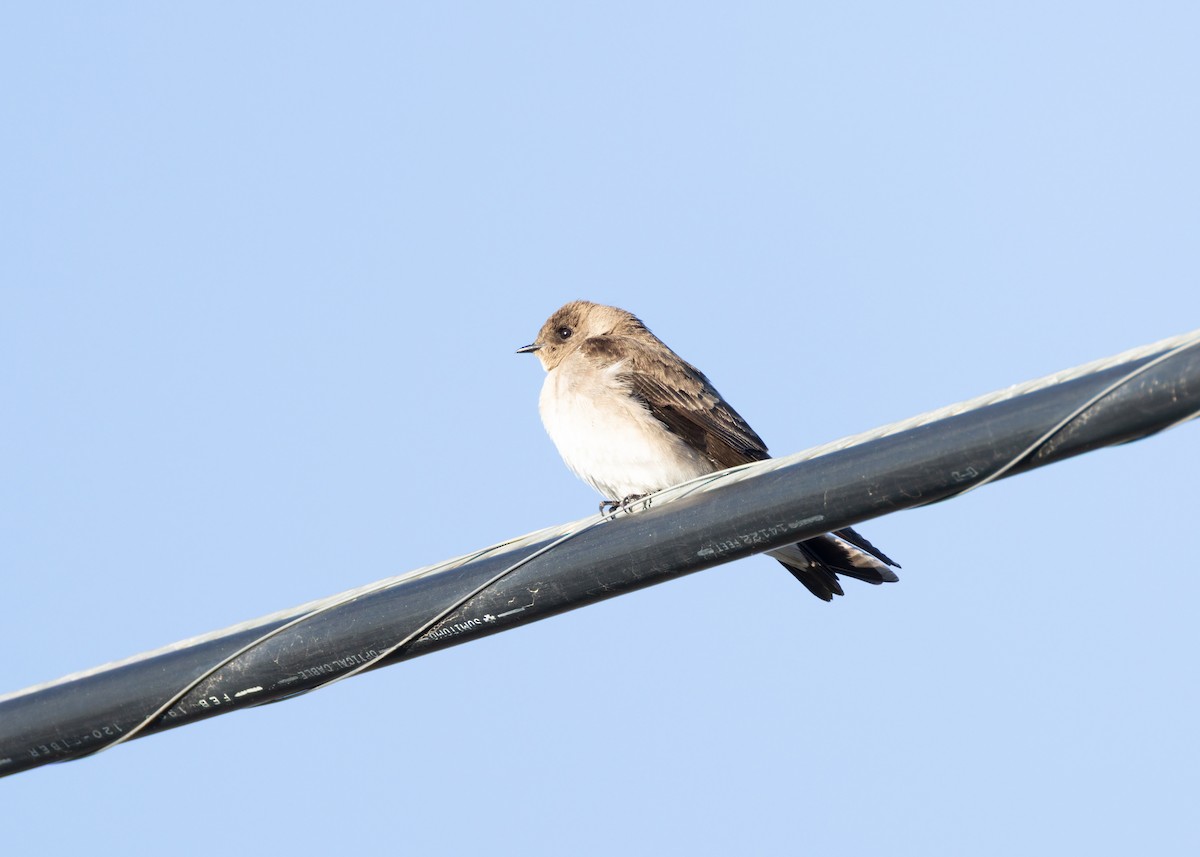 Northern Rough-winged Swallow - ML634760704