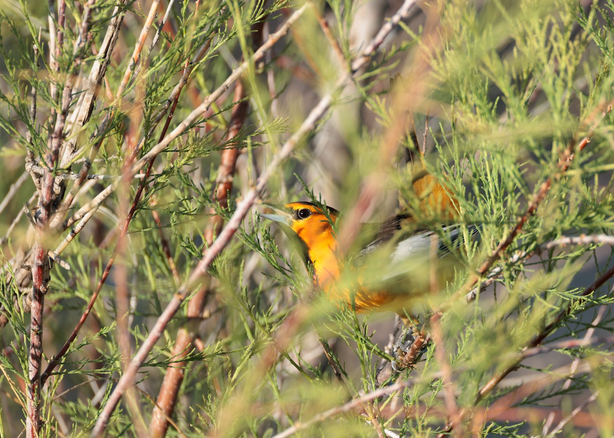Bullock's Oriole - ML634760707