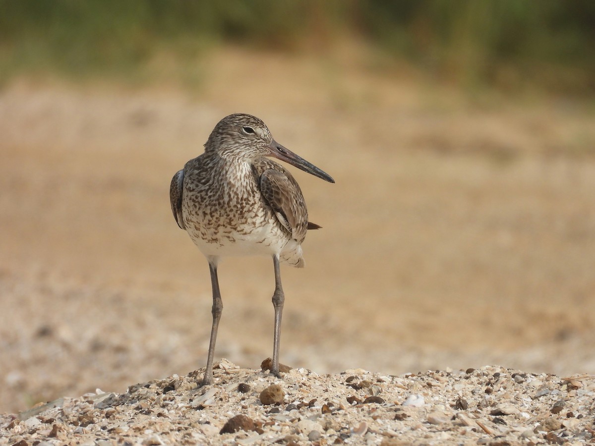 Willet (Eastern) - ML634760731