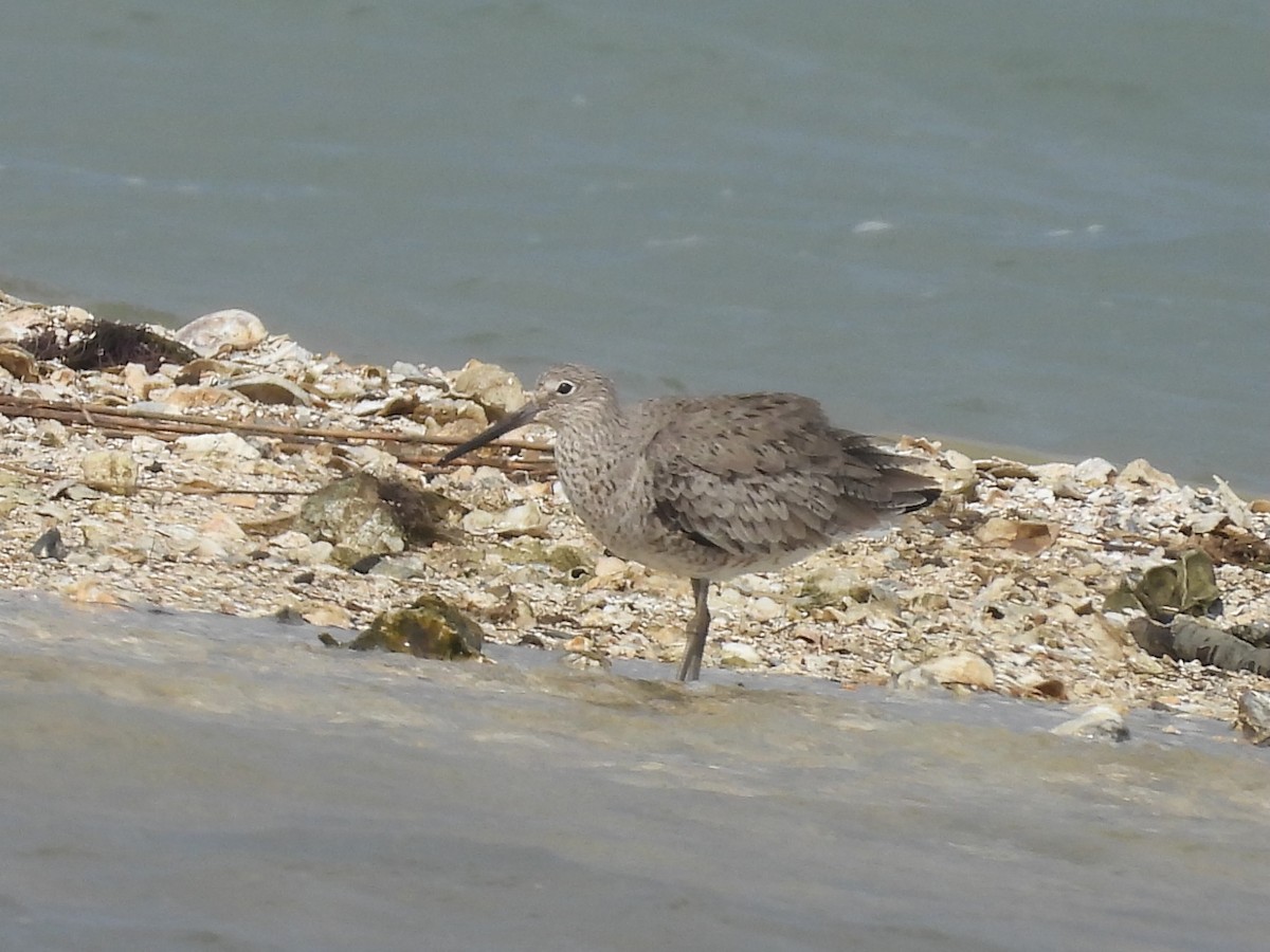 Willet (Western) - ML634760737