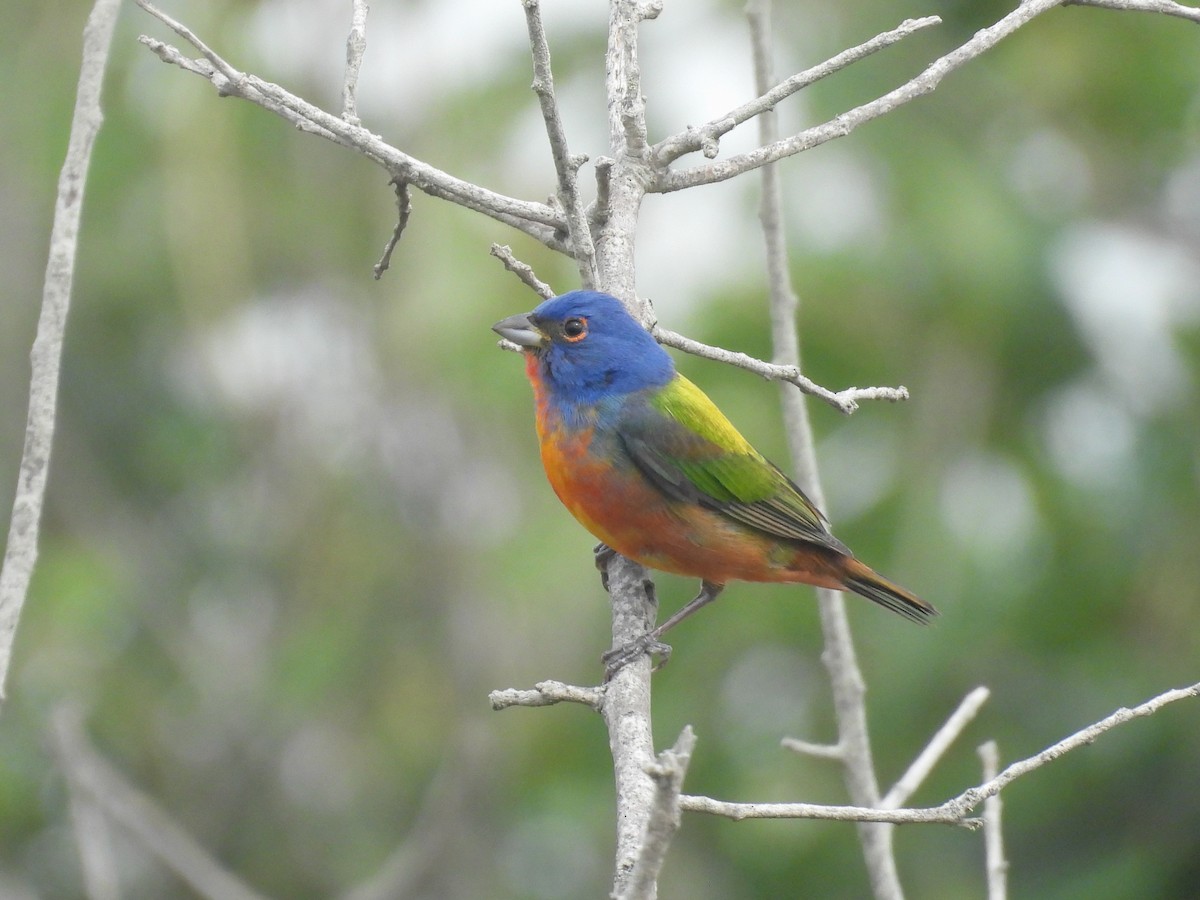 Painted Bunting - ML634760756