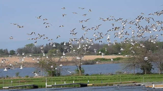 Franklin's Gull - ML634760823