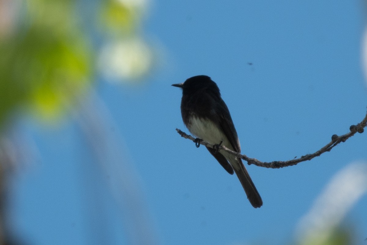 Black Phoebe - ML634760857