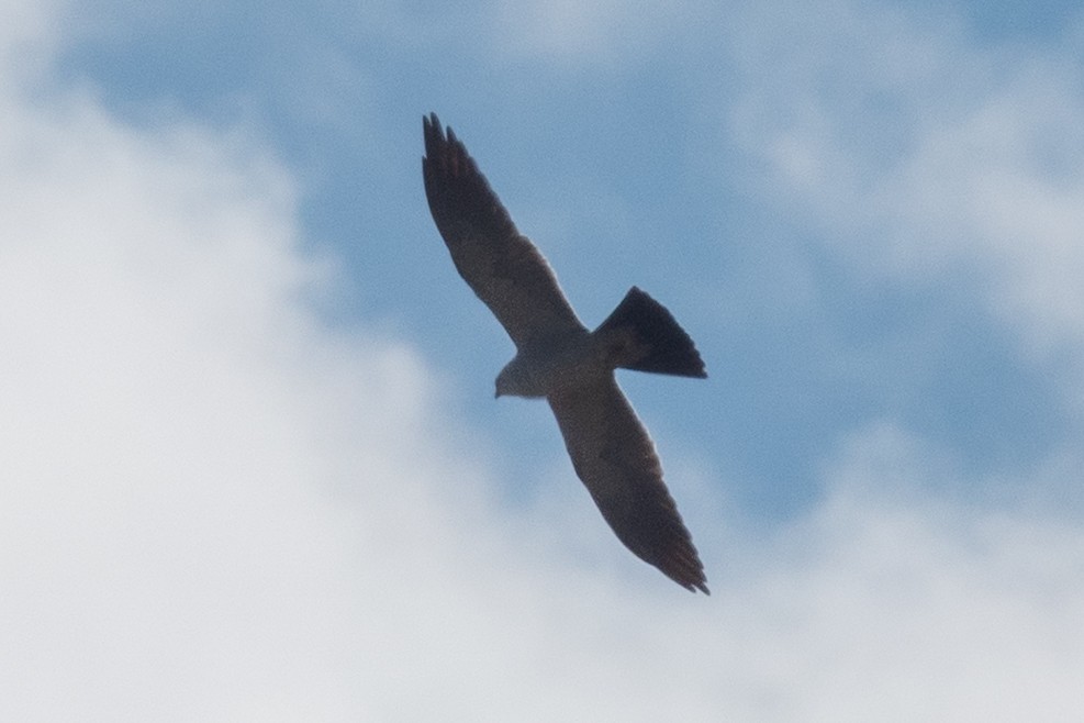 Mississippi Kite - ML634760858