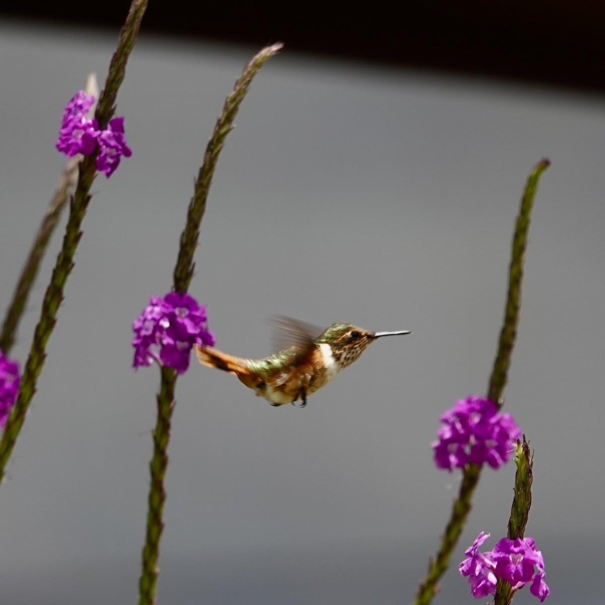 Kıvılcımlı Kolibri - ML634761043