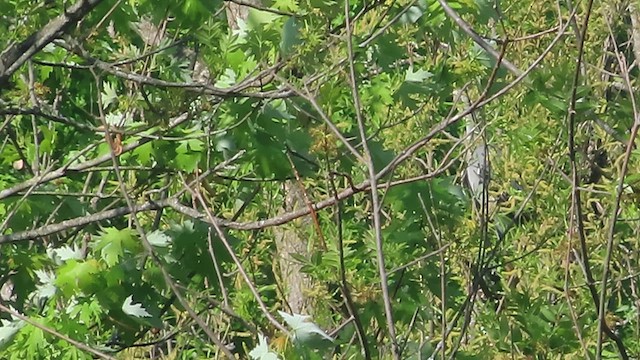 Yellow-crowned Night Heron - ML634761176