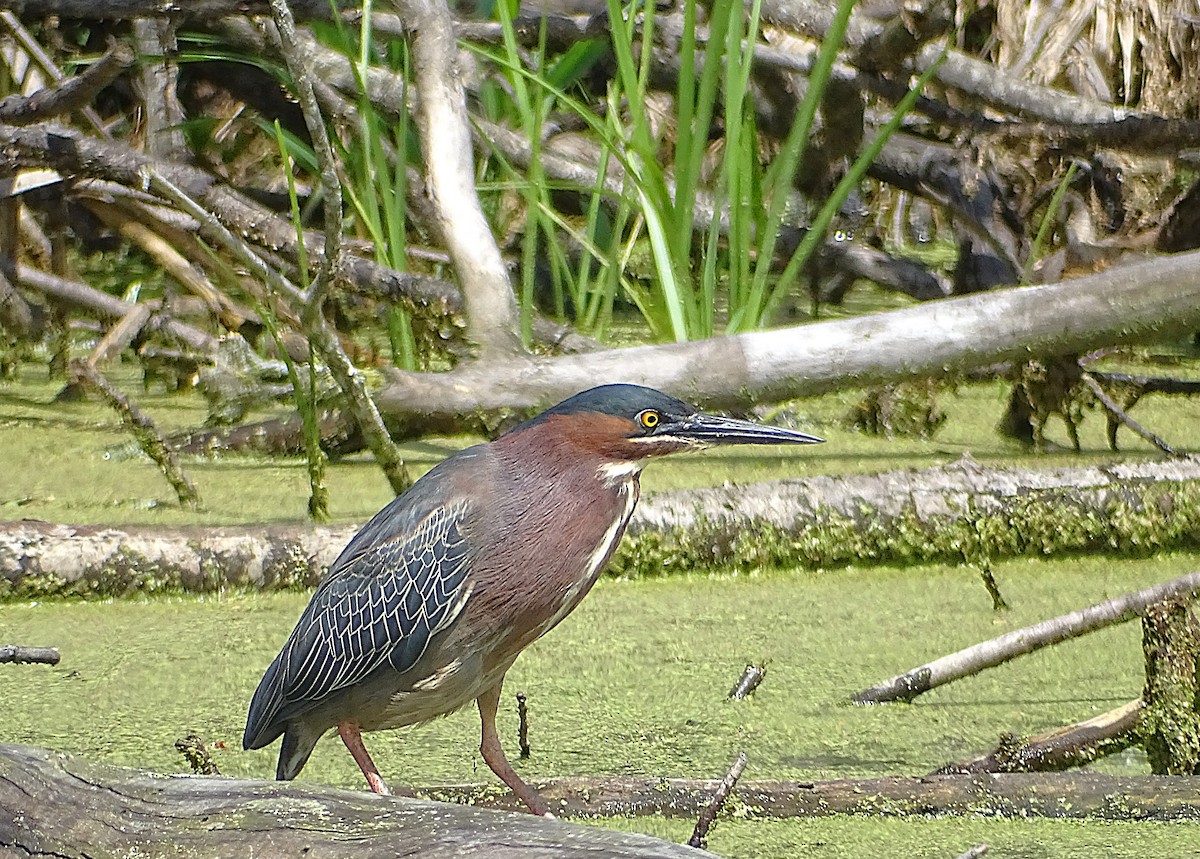 Green Heron - ML634761249
