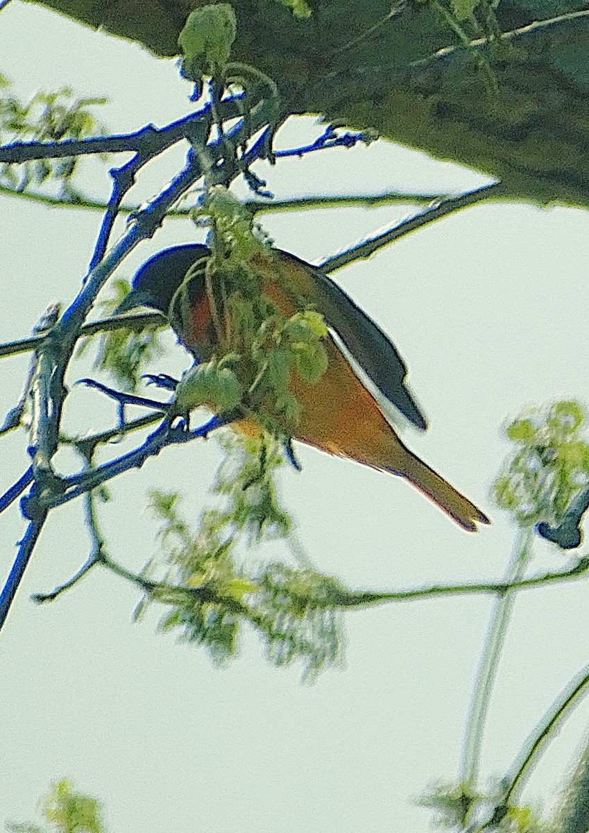 Baltimore Oriole - ML634761257