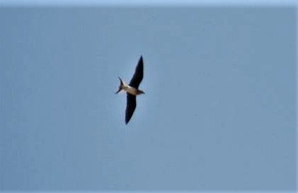 eBird Checklist - 25 Apr 2025 - Shurak Maleki Reservoir--مخزن آب شورک ...