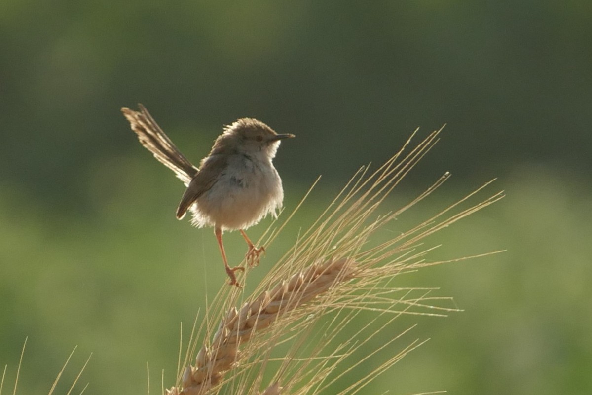 Prinia gracile - ML634761300