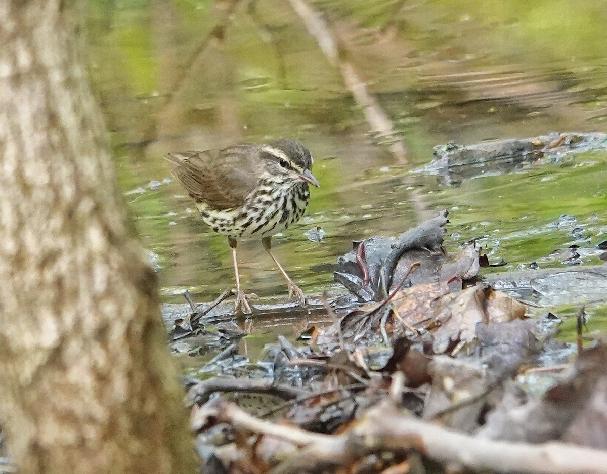 Northern Waterthrush - ML634761326
