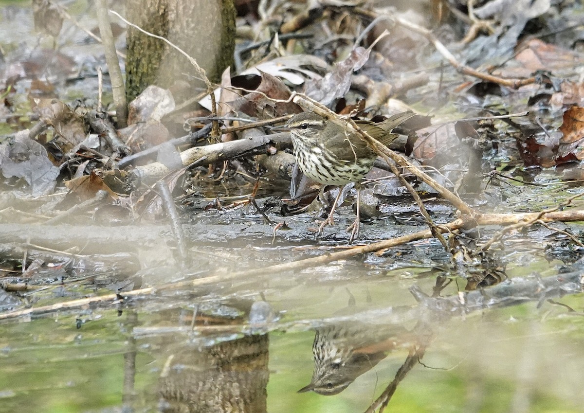 Northern Waterthrush - ML634761328