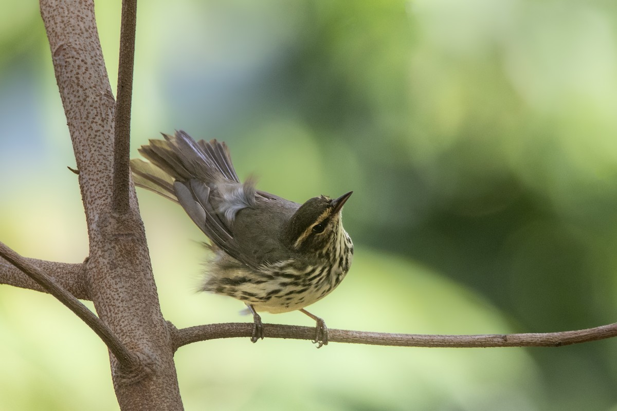 Drosselwaldsänger - ML634761340