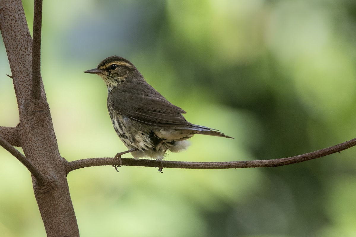 Drosselwaldsänger - ML634761341