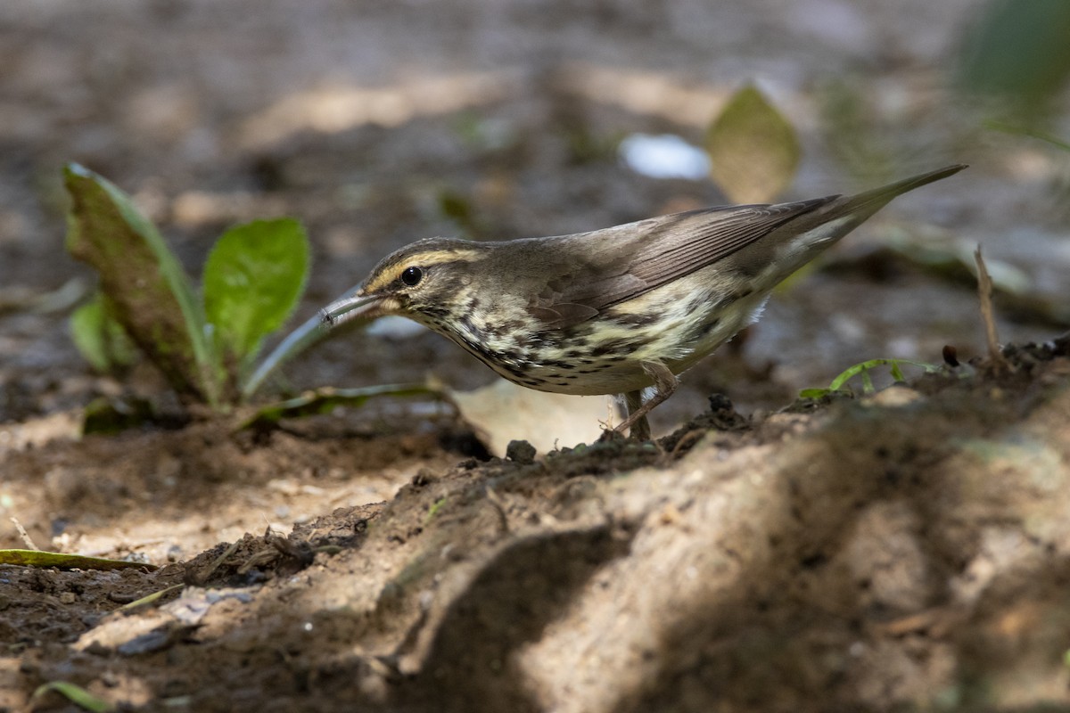 Drosselwaldsänger - ML634761342