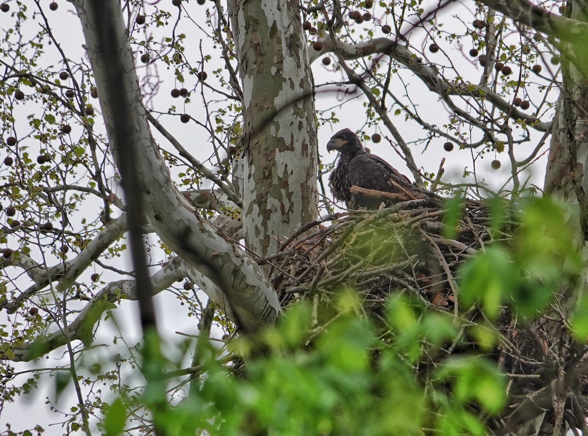 Bald Eagle - ML634761455