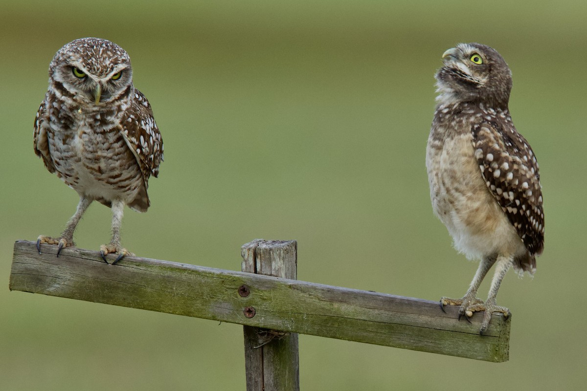 Burrowing Owl (Florida) - ML634761634
