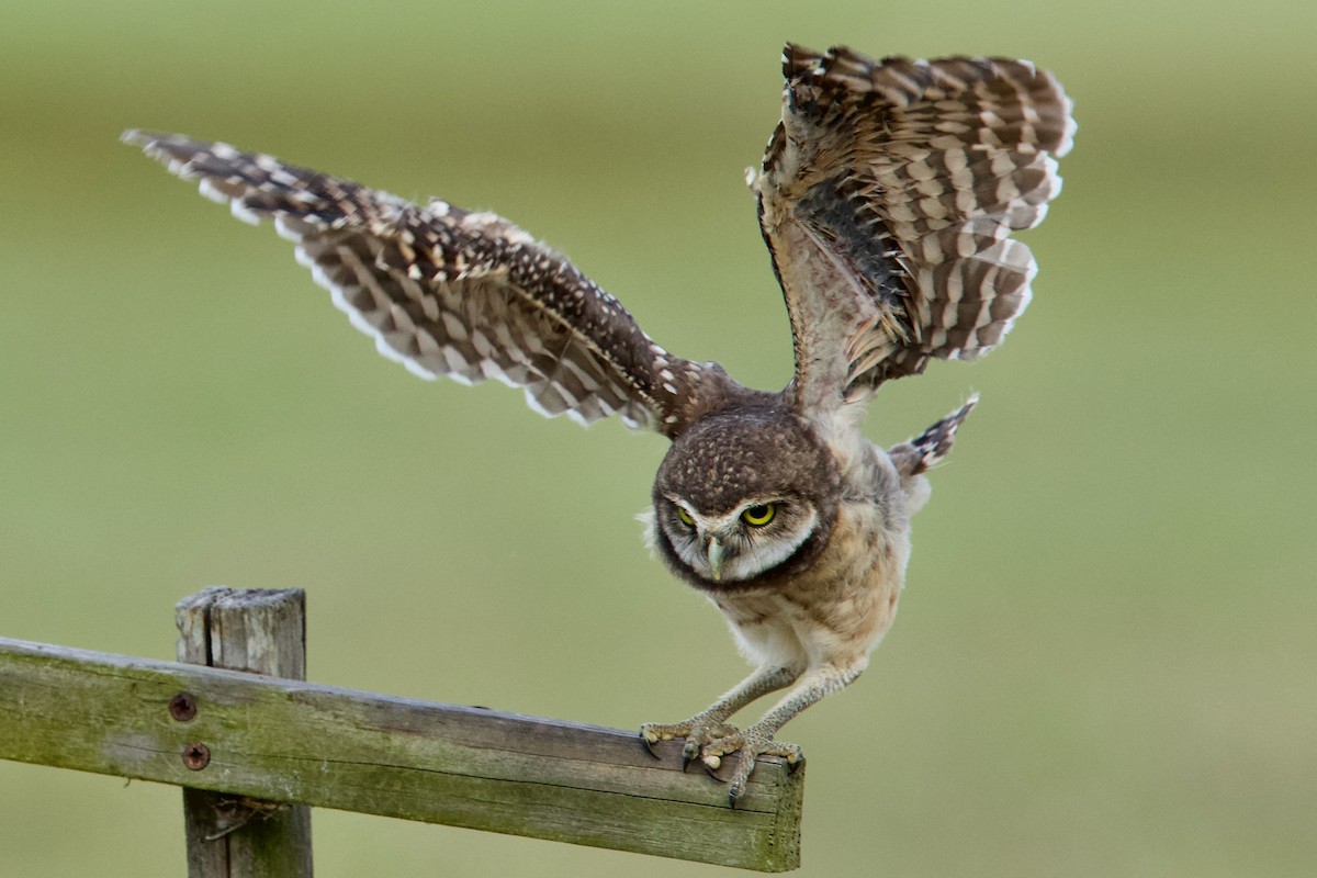 Burrowing Owl (Florida) - ML634761635