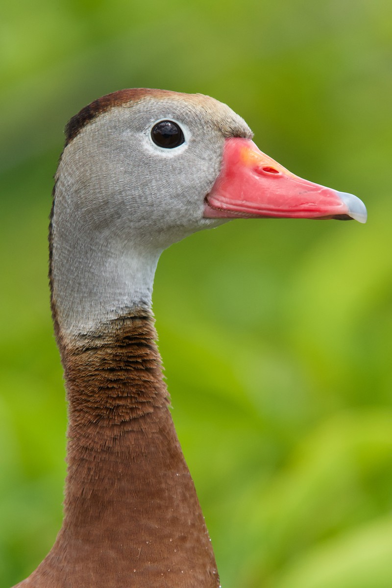 Black-bellied Whistling-Duck - ML634761711