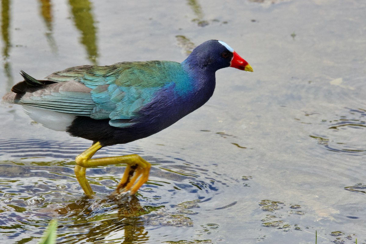 Purple Gallinule - ML634761734