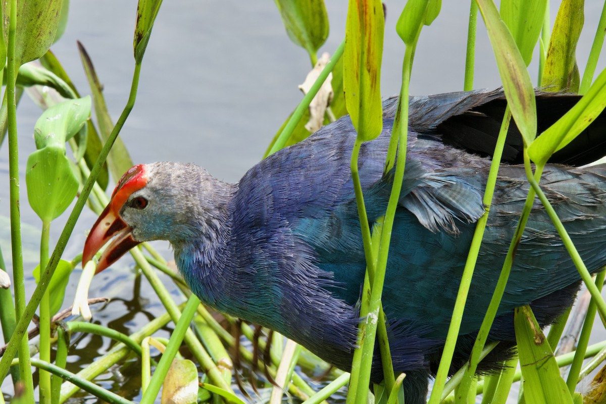 Gray-headed Swamphen - ML634761749