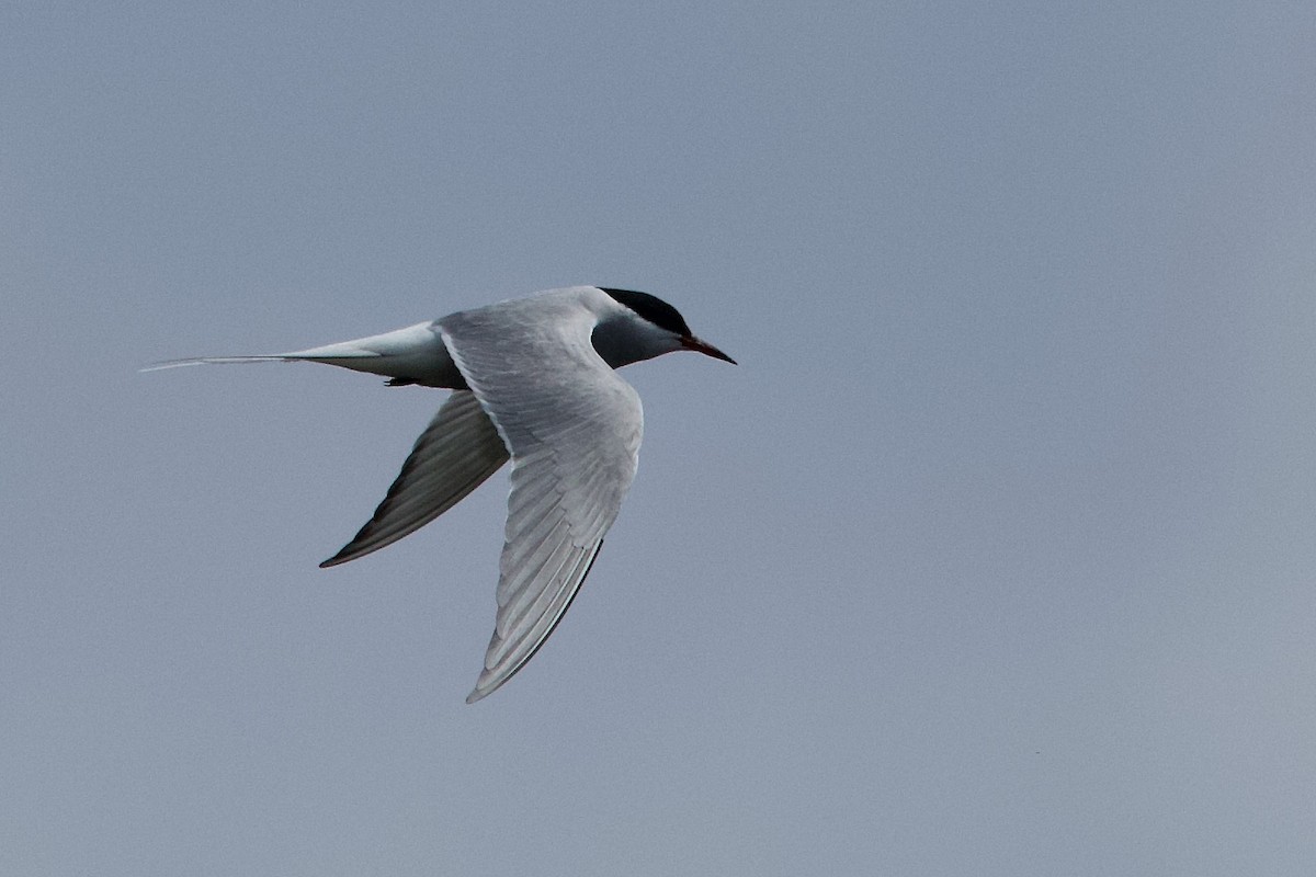 Arctic Tern - ML634761774