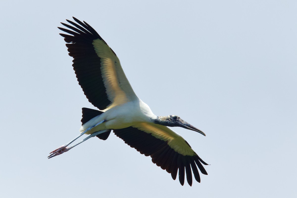Wood Stork - ML634761830