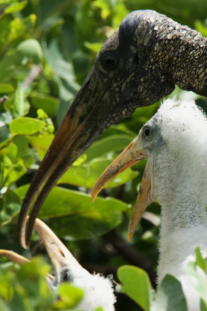 Wood Stork - ML634761832