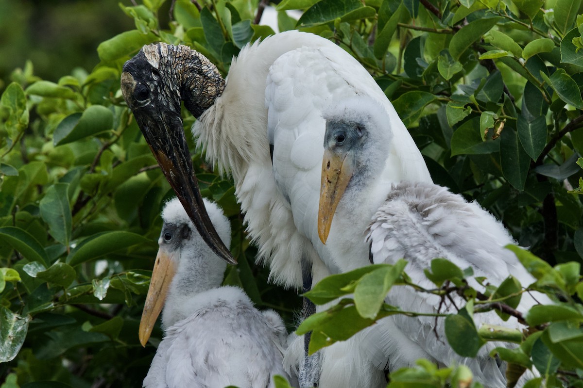 Wood Stork - ML634761833