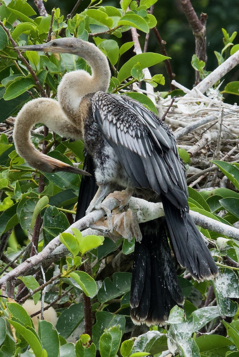 Anhinga - ML634761895