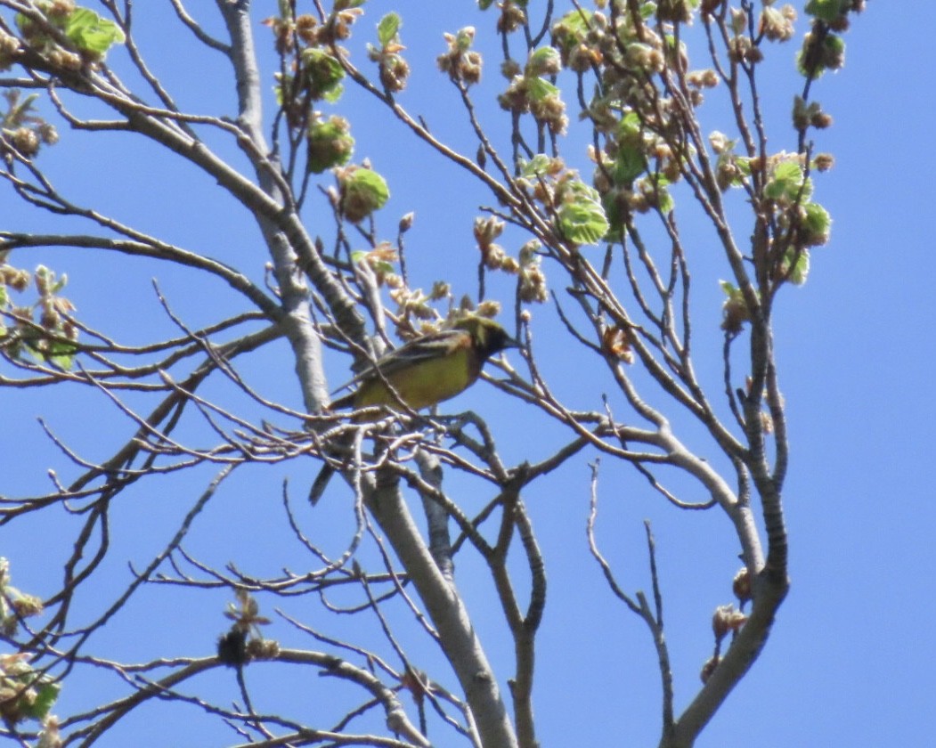 Orchard Oriole - ML634761952