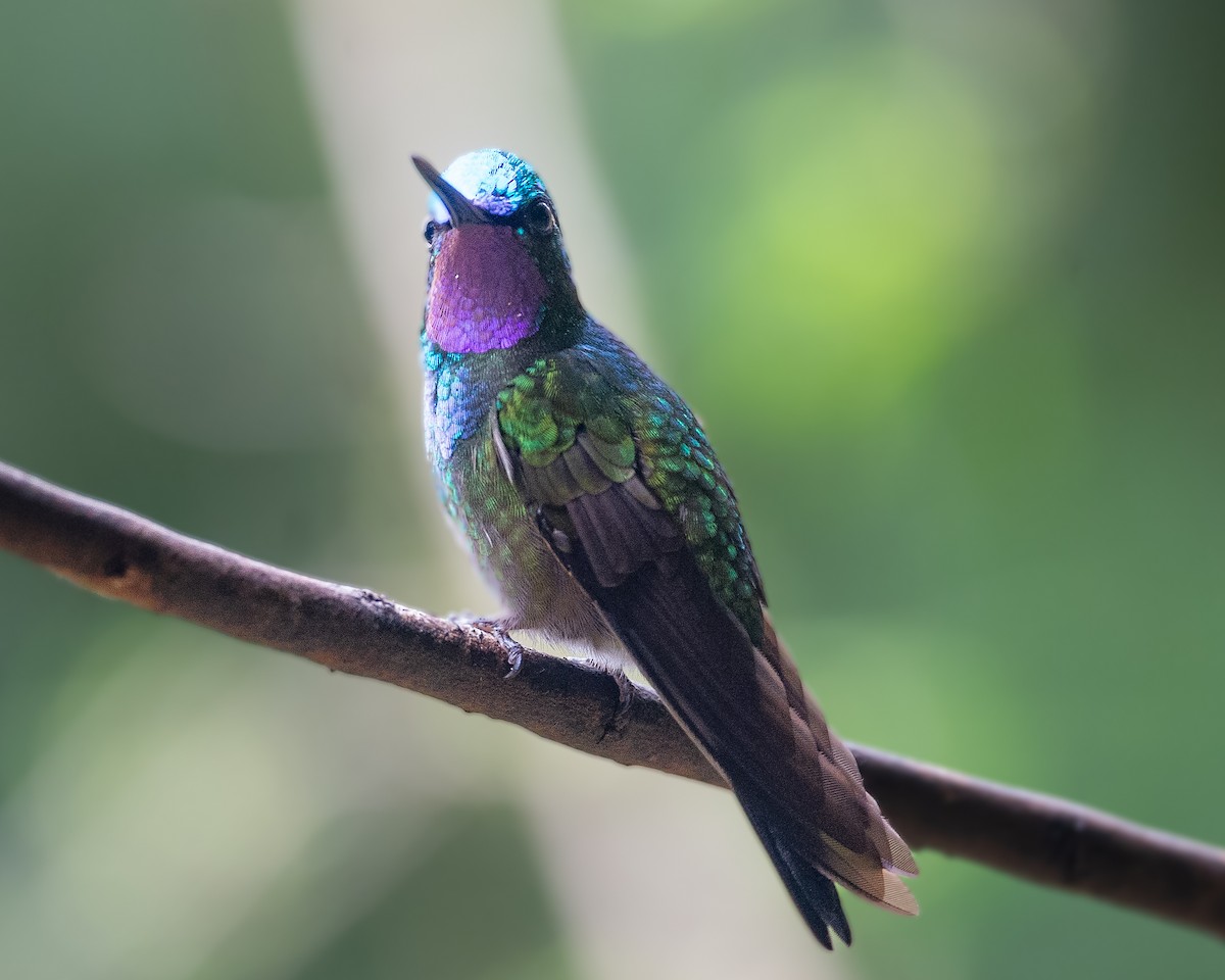 Purple-throated Mountain-gem - ML634762001