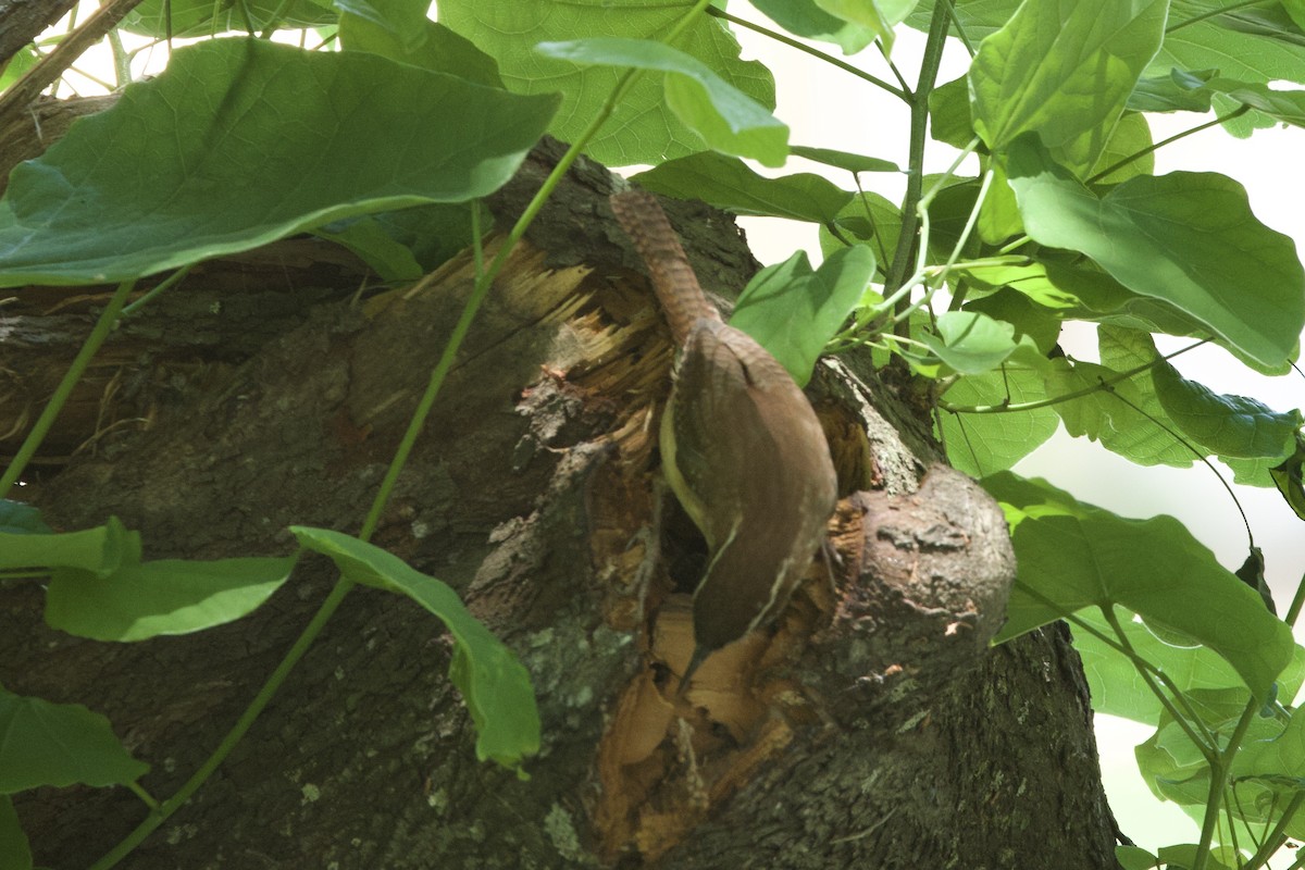 Carolina Wren - ML634762009