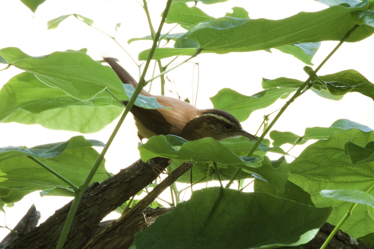 Carolina Wren - ML634762023