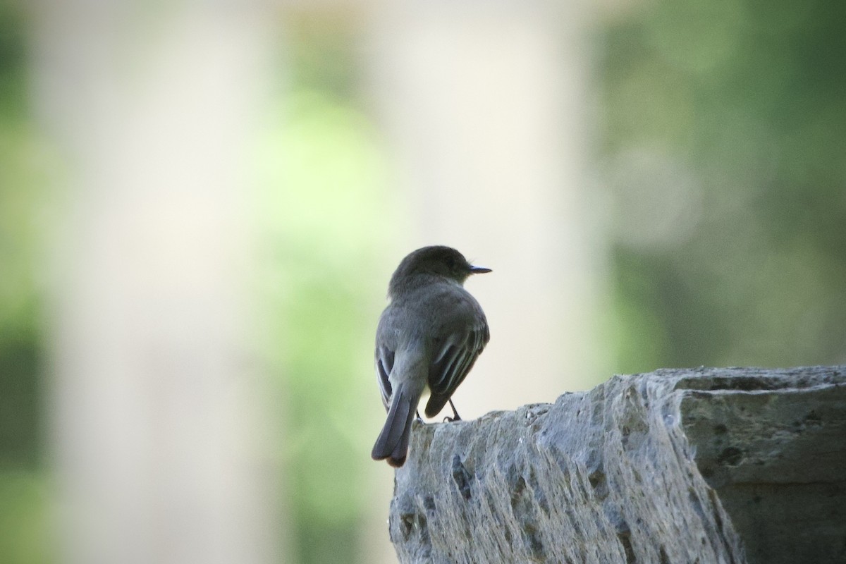 Eastern Phoebe - ML634762063