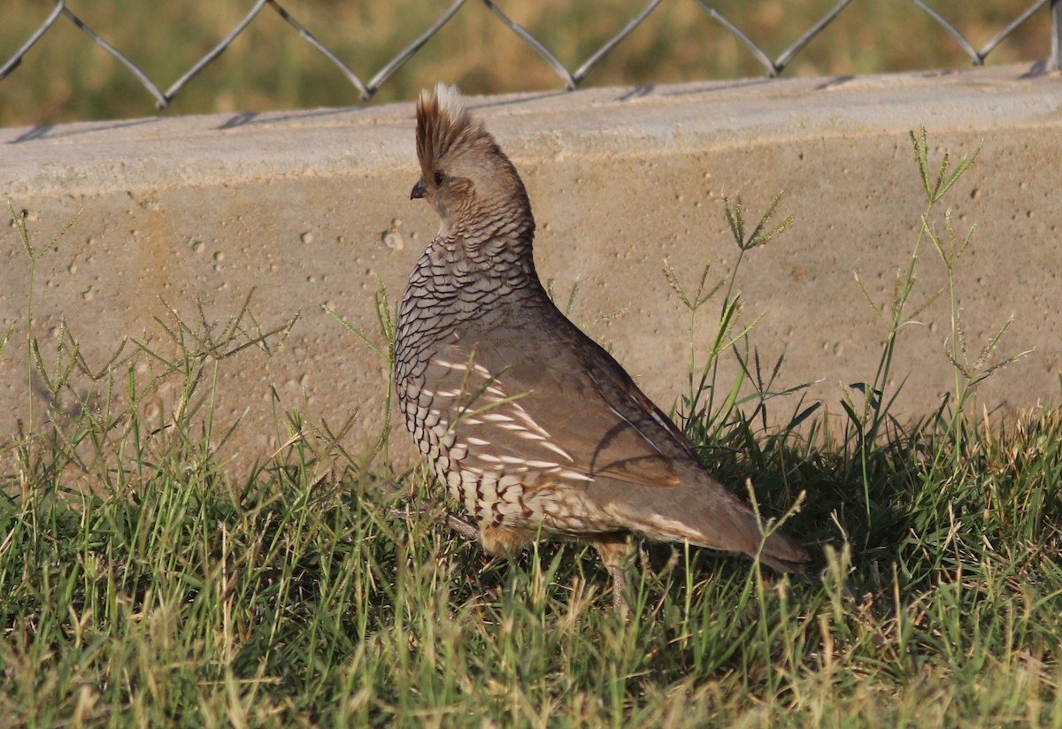 Scaled Quail - ML634762076