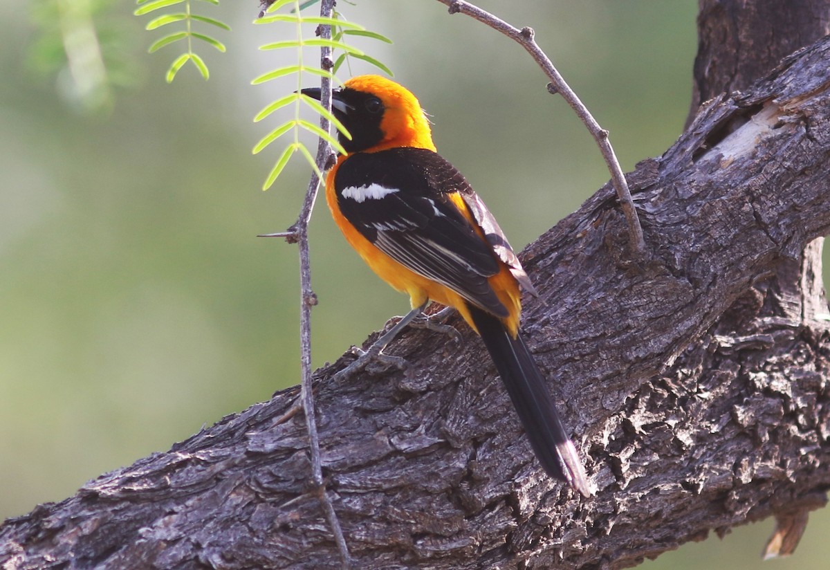 Hooded Oriole - ML634762092